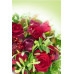 Postcard - Red rose 8x12cm