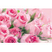 Postcard - Pink roses 8x12cm
