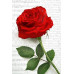 Postcard - Red rose 8x12cm
