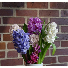 Hyacinths