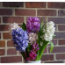 Hyacinths